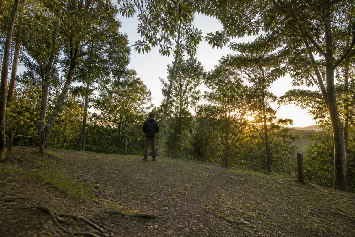 Campista observa copas das árvores, inclinação do terreno e área demarcada antes de montar a barraca